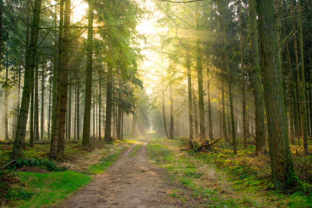 A peaceful forest path with tall trees and soft morning light streaming through the branches, creating a calm and slow‑living atmosphere.